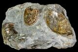 Hoploscaphites Ammonite - South Dakota #110574-2